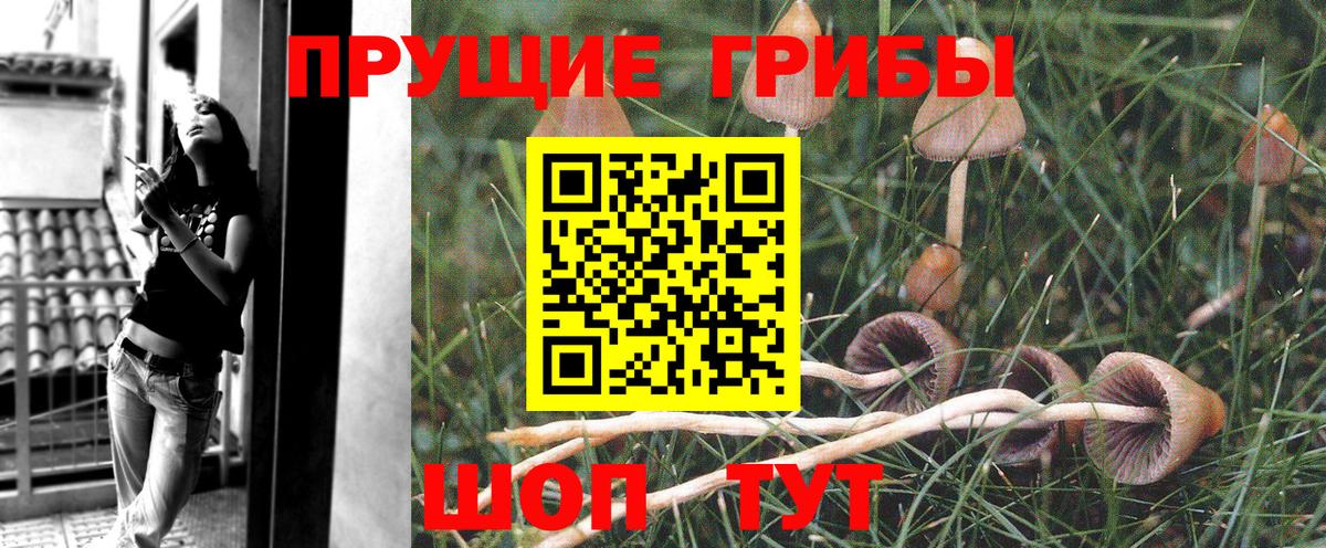 Псилоцибиновые грибы Cubensis  Псилоцибиновые грибы прущие грибы  Вход с VPN  Черногорск 